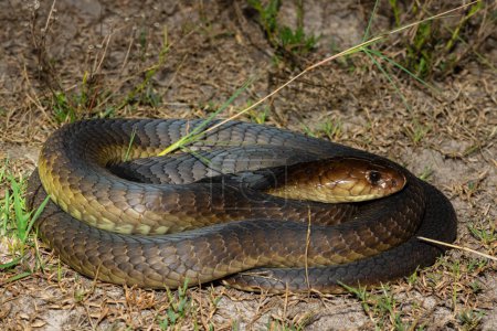 Nahaufnahme eines tödlichen erwachsenen Anchietas Cobra (Naja anchietae) in freier Wildbahn