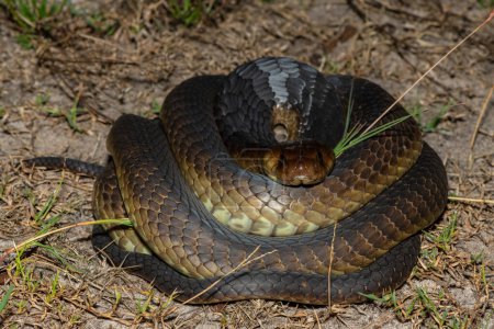 Closeup of a deadly adult Anchietas Cobra (Naja anchietae) in the wild