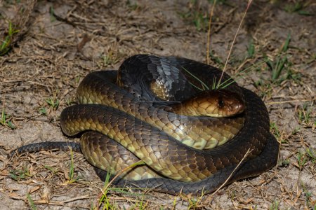 Closeup of a deadly adult Anchietas Cobra (Naja anchietae) in the wild