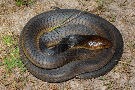 Primer plano de un adulto mortal Anchietas Cobra (Naja anchietae) en la naturaleza