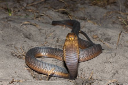 Une Anchietas Cobra (Naja anchietae) très venimeuse qui montre son impressionnante capuche défensive dans la nature