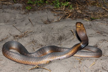 Eine hochgiftige Anchietas-Kobra (Naja anchietae) zeigt ihre beeindruckende Verteidigungshaube in freier Wildbahn