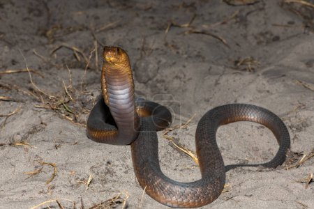 Una muy venenosa Anchietas Cobra (Naja anchietae) mostrando su impresionante capucha defensiva en la naturaleza