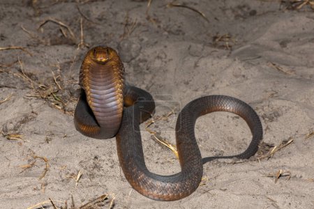 Eine hochgiftige Anchietas-Kobra (Naja anchietae) zeigt ihre beeindruckende Verteidigungshaube in freier Wildbahn