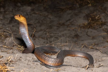 A highly venomous Anchietas Cobra (Naja anchietae) displaying its impressive defensive hood in the wild