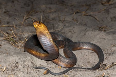 A highly venomous Anchietas Cobra (Naja anchietae) displaying its impressive defensive hood in the wild