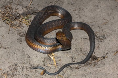 Une Anchietas Cobra (Naja anchietae) très venimeuse qui montre son impressionnante capuche défensive dans la nature
