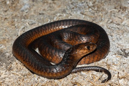 Eine hochgiftige Anchietas-Kobra (Naja anchietae), die in der Dämmerung in freier Wildbahn aktiv ist
