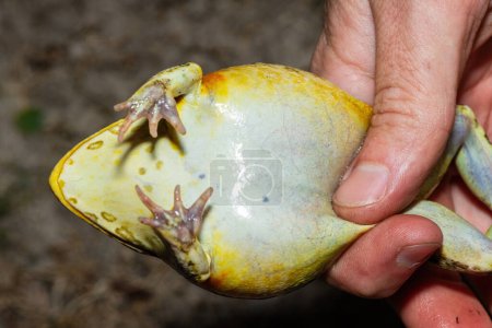 Die Unterseite des neu entdeckten afrikanischen Ochsenfroschs, Beytells Ochsenfrosch (Pyxicephalus beytelli), der im Westen Sambias gefunden wurde