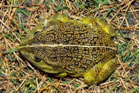 Photo for The newly discovered African bullfrog, Beytell's bullfrog (Pyxicephalus beytelli), found in Western Zambia - Royalty Free Image
