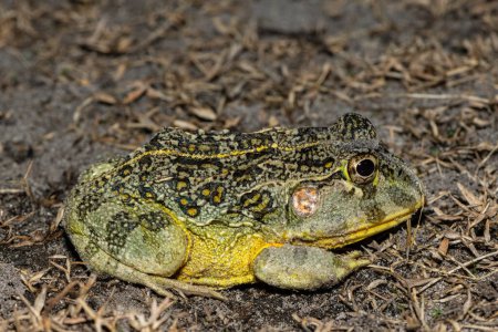 Photo for The newly discovered African bullfrog, Beytell's bullfrog (Pyxicephalus beytelli), found in Western Zambia - Royalty Free Image