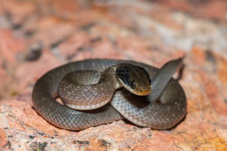 Una hermosa serpiente heraldo de labios rojos (Crotaphopeltis hotamboeia), también llamada serpiente heraldo, mostrando su característica defensividad