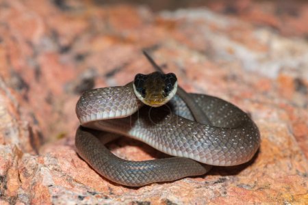 A beautiful red-lipped herald snake (Crotaphopeltis hotamboeia), also called a herald snake, displaying its signature defensiveness