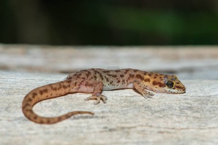 A beautiful pointed thick-toed gecko (Pachydactylus punctatus) on a fallen tree in the wild in Zambia