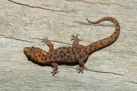 A beautiful pointed thick-toed gecko (Pachydactylus punctatus) on a fallen tree in the wild in Zambia