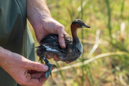 A cute little grebe (Tachybaptus ruficollis) being ringed for research on water birds