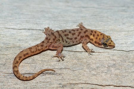 Téléchargez les photos : A beautiful pointed thick-toed gecko (Pachydactylus punctatus) on a fallen tree in the wild in Zambia - en image libre de droit