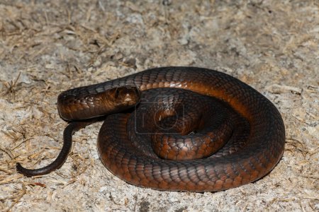 Eine hochgiftige Anchietas-Kobra (Naja anchietae), die in der Dämmerung in freier Wildbahn aktiv ist