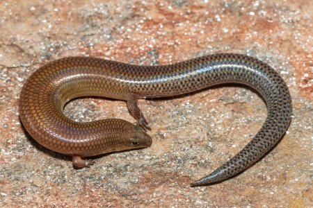 A cute Sundevall's Writhing Skink (Mochlus sundevallii), also known as Peters' eyelid skink, or Peters' writhing skink, photographed on a rock in the wild