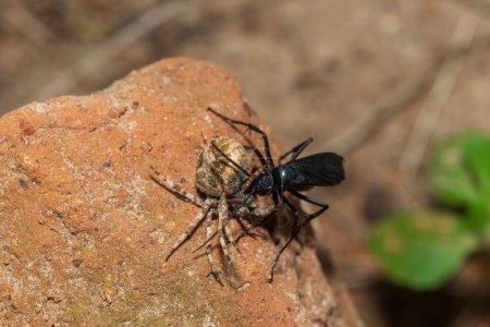 A spider wasp (Java sp), also known as spider-hunting wasp, carrying a paralysed red dot orb weaver (Neoscona triangula) to its burrow