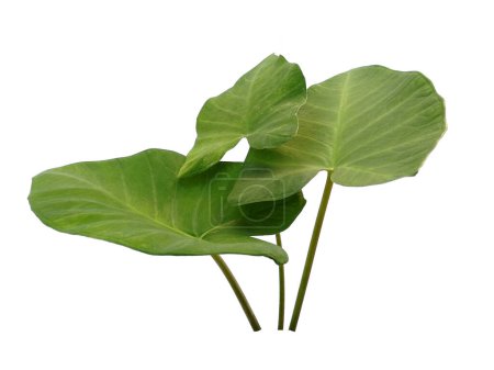 Grünes Blatt isoliert auf weißem Hintergrund. Eddoe Blätter oder wildes Taroblatt auf weißem Hintergrund. Blätter Hintergrund oder Blatt Hintergrund für die Dekoration. Schöne und exotische Blatt
