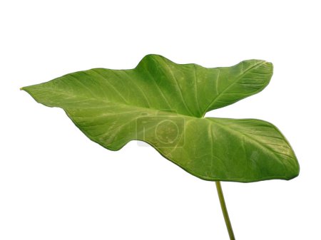Green leaf isolated on white background. Eddoe leaves or wild taro leaf on white background. Leaves Background or Leaf Background for Decoration. Beautiful and Exotic Leaf