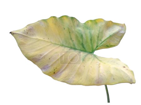 Green leaf isolated on white background. Eddoe leaves or wild taro leaf on white background. Leaves Background or Leaf Background for Decoration. Beautiful and Exotic Leaf
