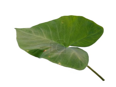 Grünes Blatt isoliert auf weißem Hintergrund. Eddoe Blätter oder wildes Taroblatt auf weißem Hintergrund. Blätter Hintergrund oder Blatt Hintergrund für die Dekoration. Schöne und exotische Blatt