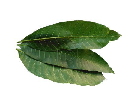 Téléchargez les photos : Feuille verte sur fond blanc. Plante aux feuilles vertes. Le nom de la plante est Mangifera indica ou mangue. Feuilles de fond ou Feuilles de fond pour la décoration. Belle et exotique feuille - en image libre de droit