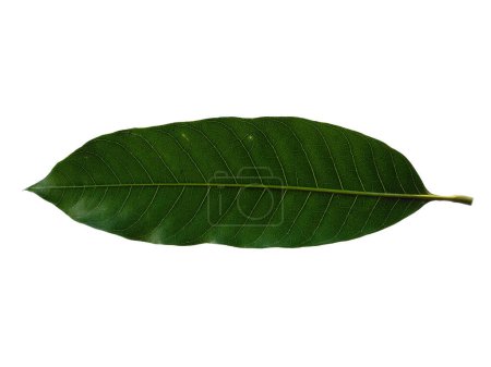 Foto de Hoja verde sobre fondo blanco. Planta con hojas verdes. El nombre de la planta es Mangifera indica o mango. Hojas de fondo o fondo de hoja para la decoración. Hoja hermosa y exótica - Imagen libre de derechos
