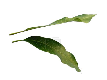 Foto de Hoja verde sobre fondo blanco. Planta con hojas verdes. El nombre de la planta es Mangifera indica o mango. Hojas de fondo o fondo de hoja para la decoración. Hoja hermosa y exótica - Imagen libre de derechos