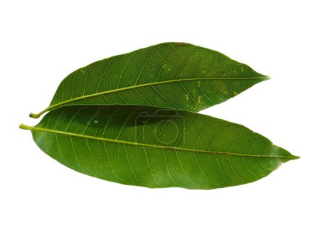Téléchargez les photos : Feuille verte sur fond blanc. Plante aux feuilles vertes. Le nom de la plante est Mangifera indica ou mangue. Feuilles de fond ou Feuilles de fond pour la décoration. Belle et exotique feuille - en image libre de droit