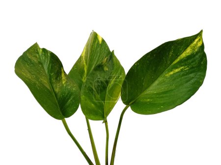 Photo for Green leaf isolated on white background. Golden pothos leaves or Epipremnum aureum leaf on white background. Leaves Background or Leaf Background for Decoration. Beautiful and Exotic Leaf - Royalty Free Image
