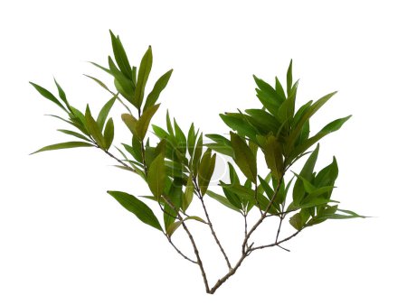 Foto de Planta verde o árbol verde Aislado sobre fondo blanco. Syzygium oleana hojas o syzygium oleana hojas sobre fondo blanco. Hojas de fondo o fondo de hoja para la decoración. Hoja hermosa y exótica - Imagen libre de derechos