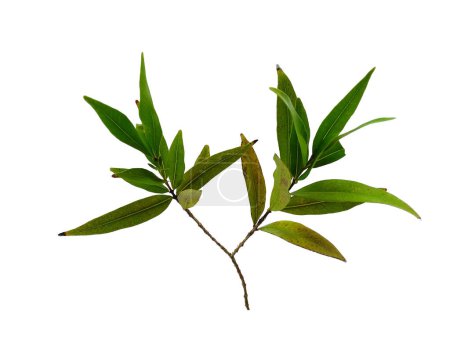 Grüne Pflanze oder grüner Baum Vereinzelt auf weißem Hintergrund. Syzygium oleana Blatt oder Syzygium oleana Blätter auf weißem Hintergrund. Blätter Hintergrund oder Blatt Hintergrund für die Dekoration. Schöne und exotische Blatt