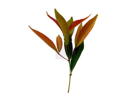 Téléchargez les photos : Plante verte ou arbre vert Isolé sur fond blanc. Syzygium oleana leaf ou syzygium oleana leaves sur fond blanc. Feuilles de fond ou Feuilles de fond pour la décoration. Belle et exotique feuille - en image libre de droit