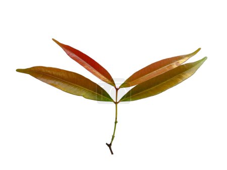 Grüne Pflanze oder grüner Baum Vereinzelt auf weißem Hintergrund. Syzygium oleana Blatt oder Syzygium oleana Blätter auf weißem Hintergrund. Blätter Hintergrund oder Blatt Hintergrund für die Dekoration. Schöne und exotische Blatt