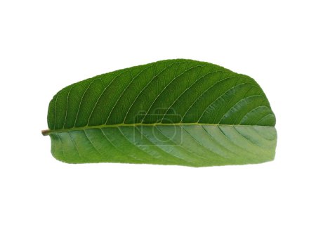 Grünes Blatt auf weißem Hintergrund. Guaven-Baum mit grünen Blättern. Der Name der Pflanze ist Psidium guajava. Blätter Hintergrund oder Blatt Hintergrund für die Dekoration. Schöne und exotische Blatt