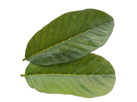 Feuille verte sur fond blanc. Goyave aux feuilles vertes. Le nom de la plante est Psidium guajava. Feuilles de fond ou Feuilles de fond pour la décoration. Belle et exotique feuille
