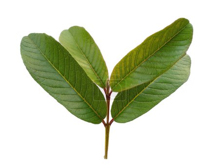 Foto de Hoja verde sobre fondo blanco. Árbol de guayaba con hojas verdes. El nombre de la planta es Psidium guajava. Hojas de fondo o fondo de hoja para la decoración. Hoja hermosa y exótica - Imagen libre de derechos