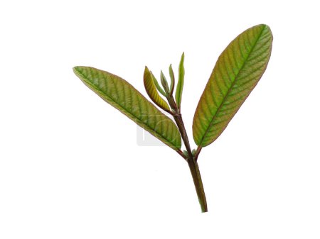 Grünes Blatt auf weißem Hintergrund. Guaven-Baum mit grünen Blättern. Der Name der Pflanze ist Psidium guajava. Blätter Hintergrund oder Blatt Hintergrund für die Dekoration. Schöne und exotische Blatt