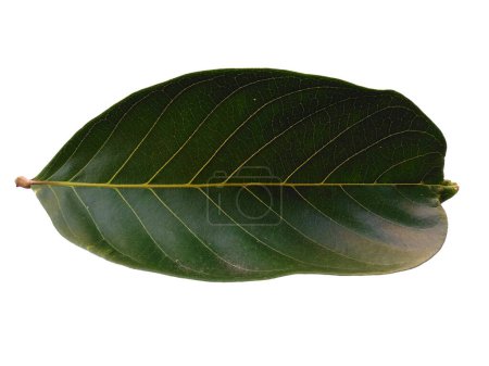 Green leaf isolated on white background. Nephelium lappaceum leaves or rambutan leaf on white background. Leaves Background or Leaf Background for Decoration. Beautiful and Exotic Leaf