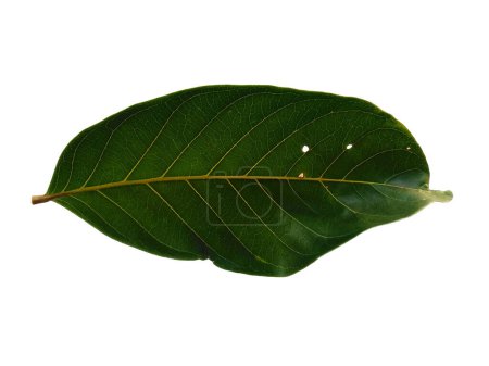 Green leaf isolated on white background. Nephelium lappaceum leaves or rambutan leaf on white background. Leaves Background or Leaf Background for Decoration. Beautiful and Exotic Leaf