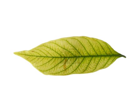 Téléchargez les photos : Kacapiring ou Gardenia augusta également connu sous le nom de feuilles de jasmin cap isolé sur fond blanc. Feuille avec fond blanc. Feuilles de fond ou Feuilles de fond pour la décoration. Belle et exotique feuille - en image libre de droit