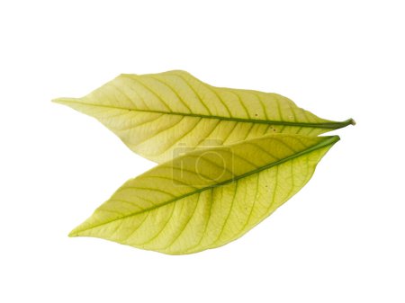 Kacapiring o Gardenia augusta también conocidas como hojas de jazmín de capa aisladas sobre fondo blanco. Hoja con fondo blanco. Hojas de fondo o fondo de hoja para la decoración. Hoja hermosa y exótica