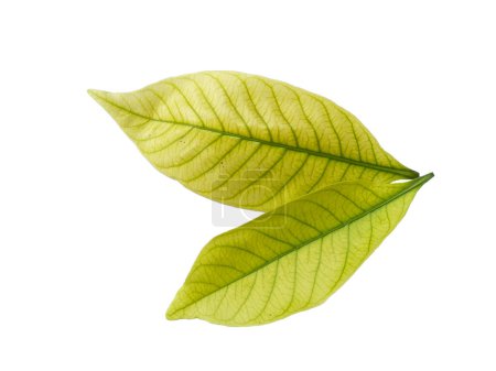 Téléchargez les photos : Kacapiring ou Gardenia augusta également connu sous le nom de feuilles de jasmin cap isolé sur fond blanc. Feuille avec fond blanc. Feuilles de fond ou Feuilles de fond pour la décoration. Belle et exotique feuille - en image libre de droit