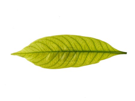 Kacapiring oder Gardenia augusta, auch als Kapjasminblätter bekannt, isoliert auf weißem Hintergrund. Blatt mit weißem Hintergrund. Blätter Hintergrund oder Blatt Hintergrund für die Dekoration. Schöne und exotische Blatt