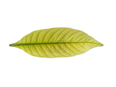 Foto de Kacapiring o Gardenia augusta también conocidas como hojas de jazmín de capa aisladas sobre fondo blanco. Hoja con fondo blanco. Hojas de fondo o fondo de hoja para la decoración. Hoja hermosa y exótica - Imagen libre de derechos