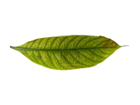 Kacapiring oder Gardenia augusta, auch als Kapjasminblätter bekannt, isoliert auf weißem Hintergrund. Blatt mit weißem Hintergrund. Blätter Hintergrund oder Blatt Hintergrund für die Dekoration. Schöne und exotische Blatt