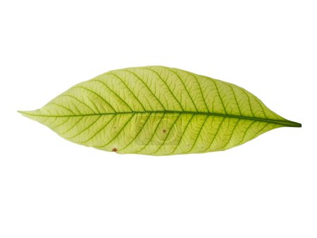 Foto de Kacapiring o Gardenia augusta también conocidas como hojas de jazmín de capa aisladas sobre fondo blanco. Hoja con fondo blanco. Hojas de fondo o fondo de hoja para la decoración. Hoja hermosa y exótica - Imagen libre de derechos